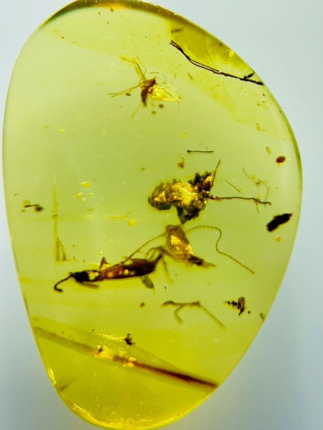 Bugs in Burmese Amber