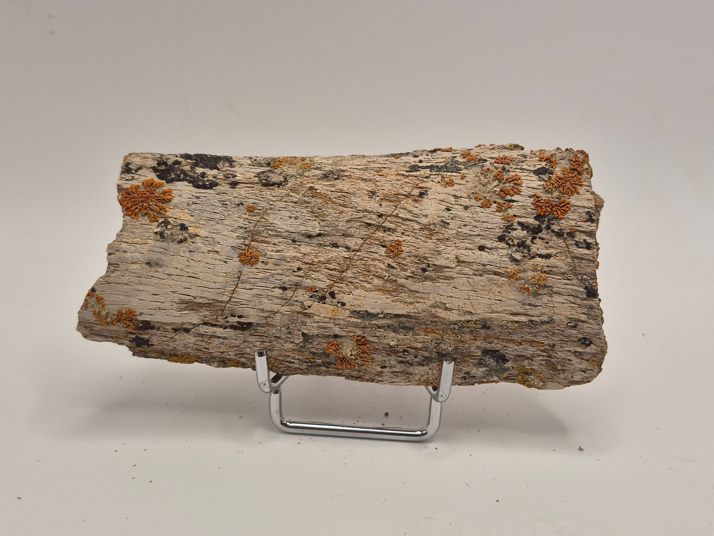 4.96" Dinosaur Rib Bone (Judith River)