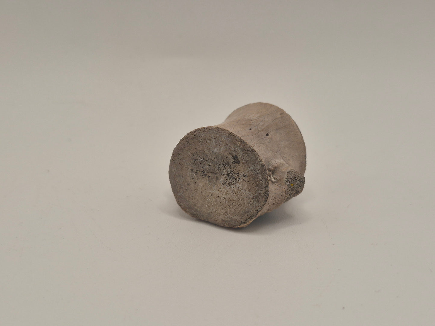 0.96" Ceratopsian indet. Anterior Caudal Vertebra (Judith River)