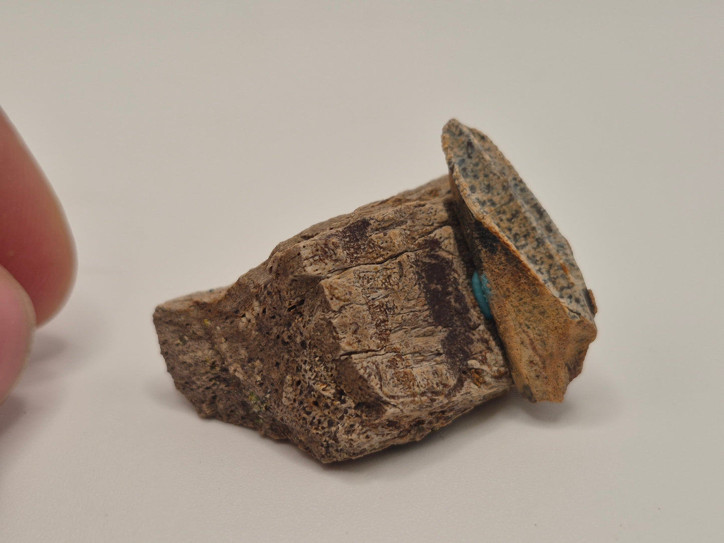 1.11" Hadrosaur Tooth W/ Jaw(Judith River)