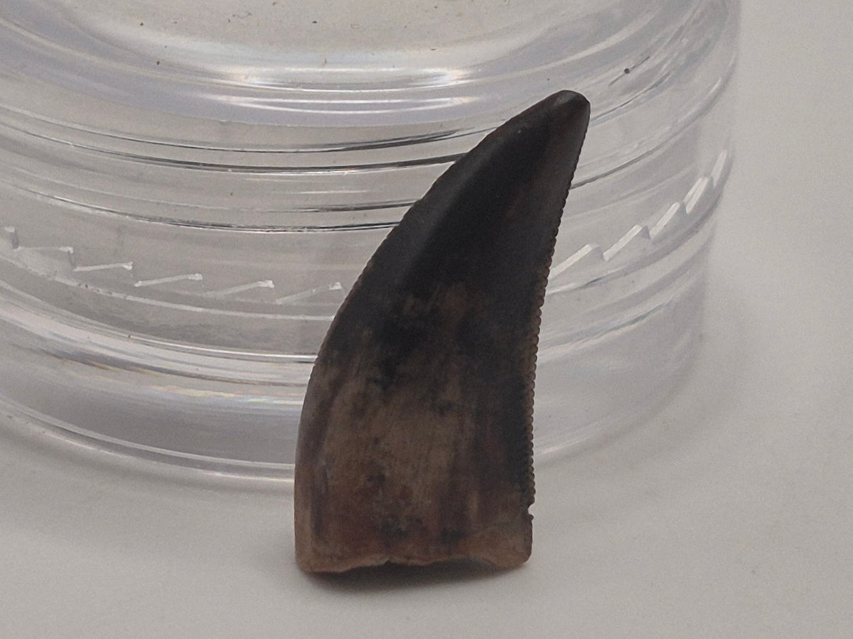 0.66" Dromaeosaurus Raptor Tooth (Judith River)