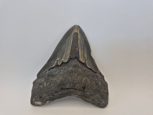 5.04" Megalodon Tooth(Georgia)