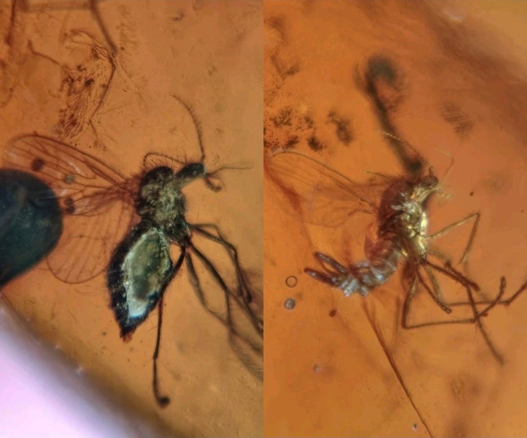 2 Mosquitos in Burmese Amber