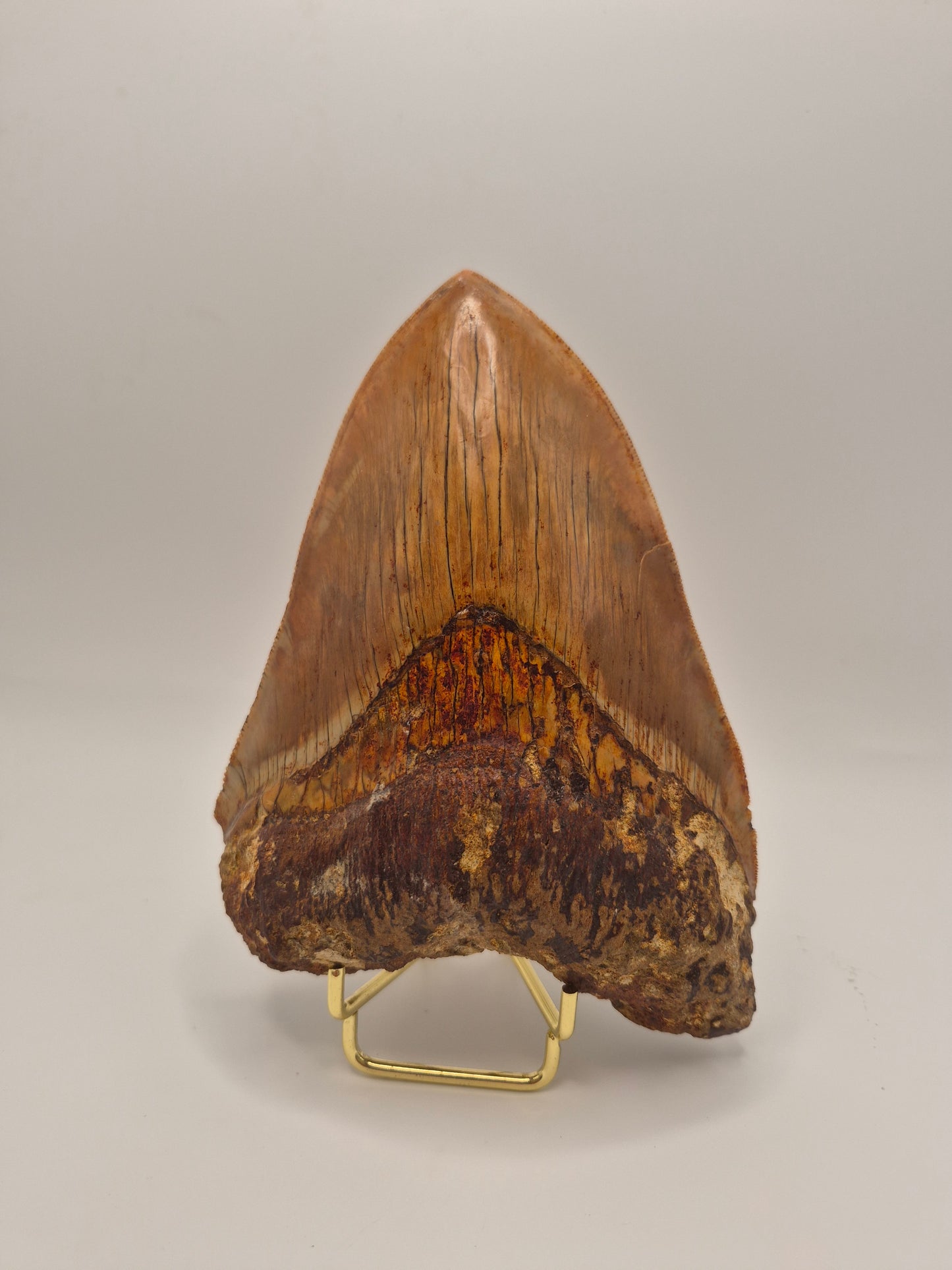 6.02" Megalodon Tooth(Indonesia)