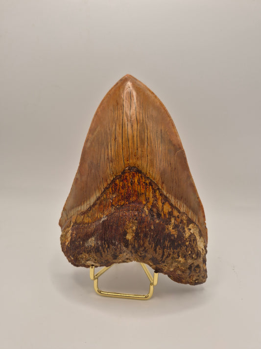6.02" Megalodon Tooth(Indonesia)
