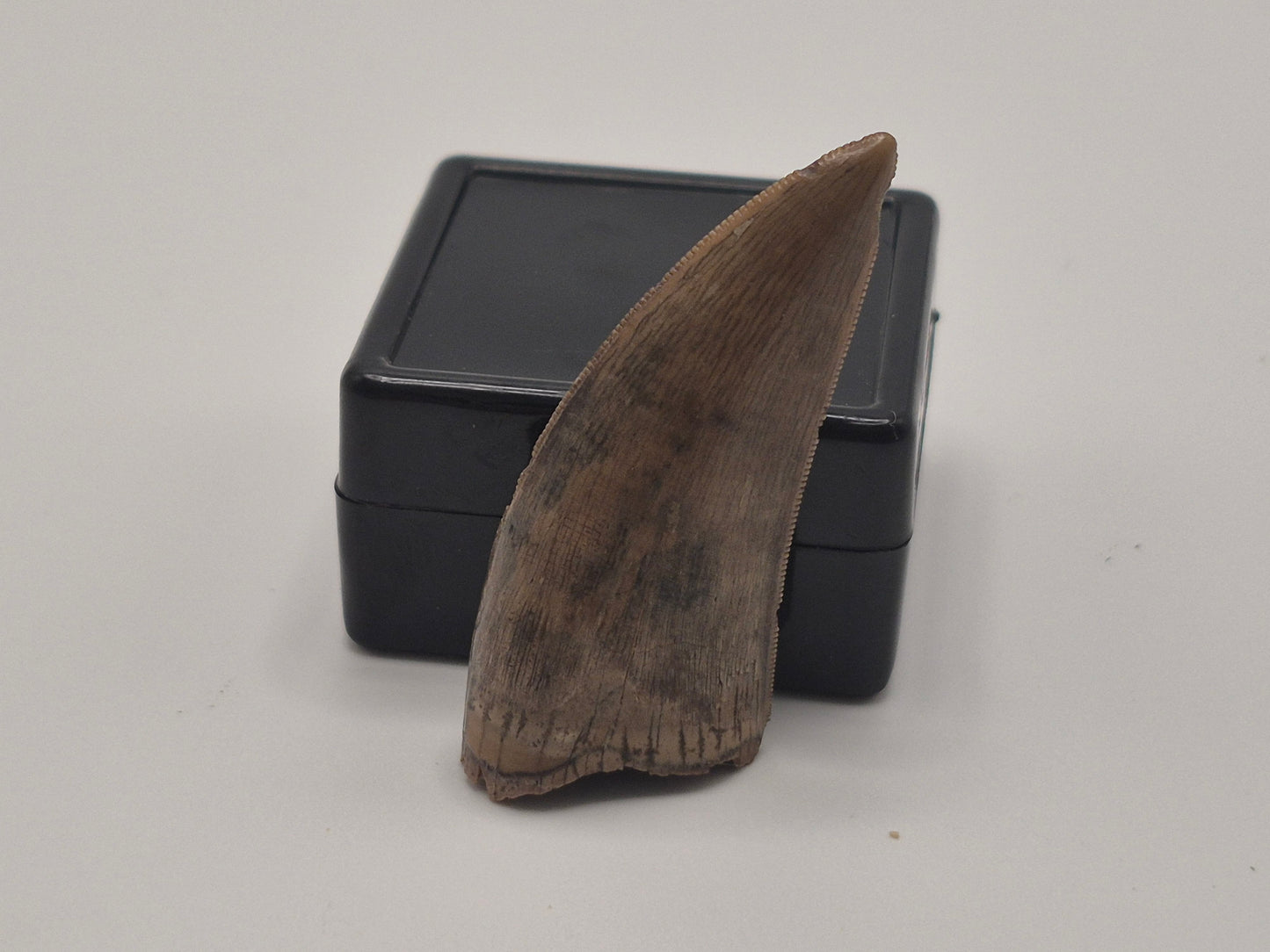 1.60" Tyrannosaur Tooth(Judith Tooth)