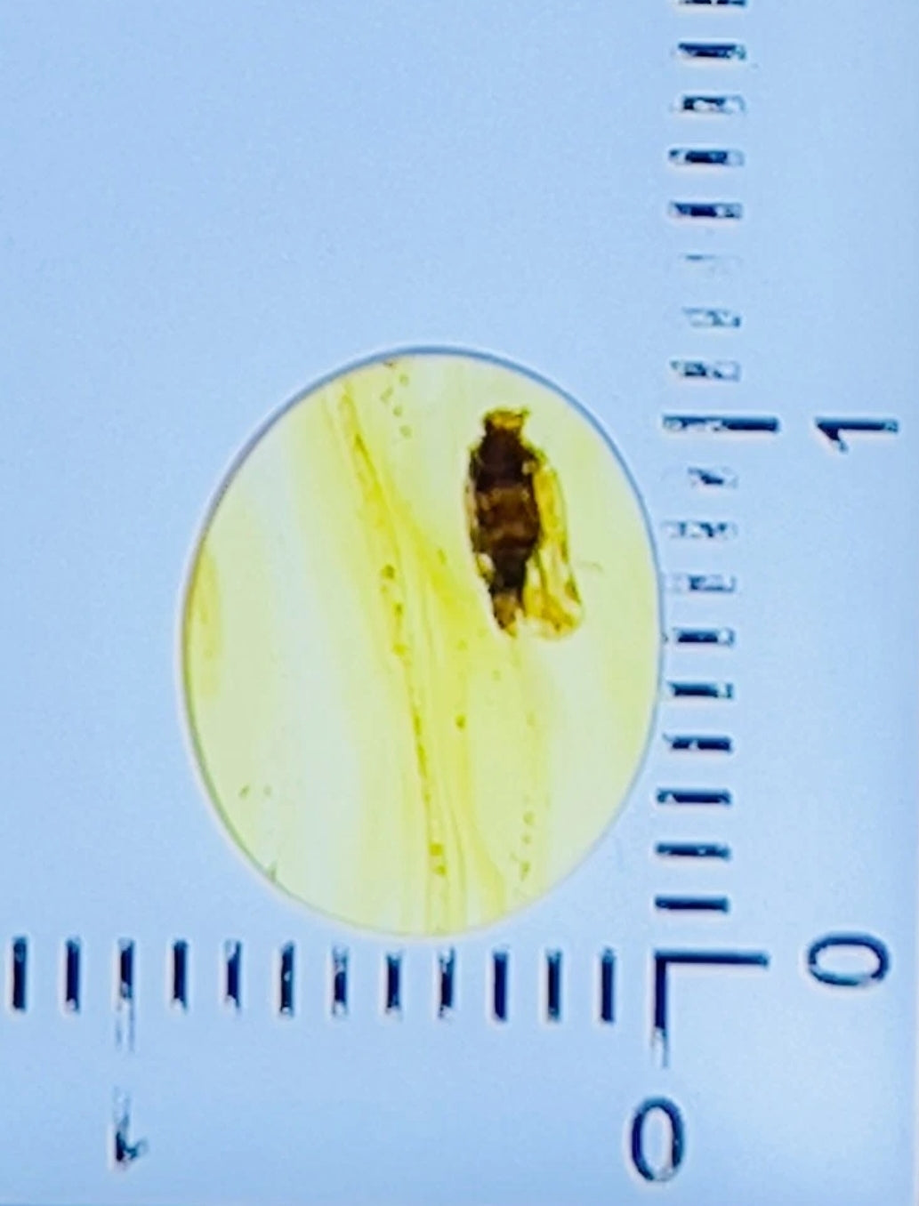Plant Hopper in Burmese Amber