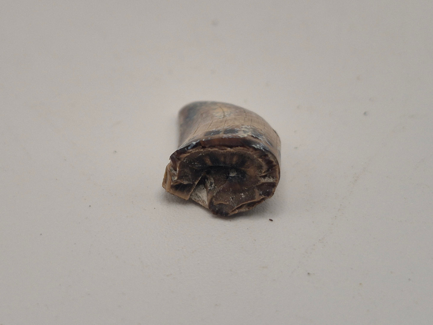 0.89" Juvenile Tyrannosaur Tooth(Judith River)