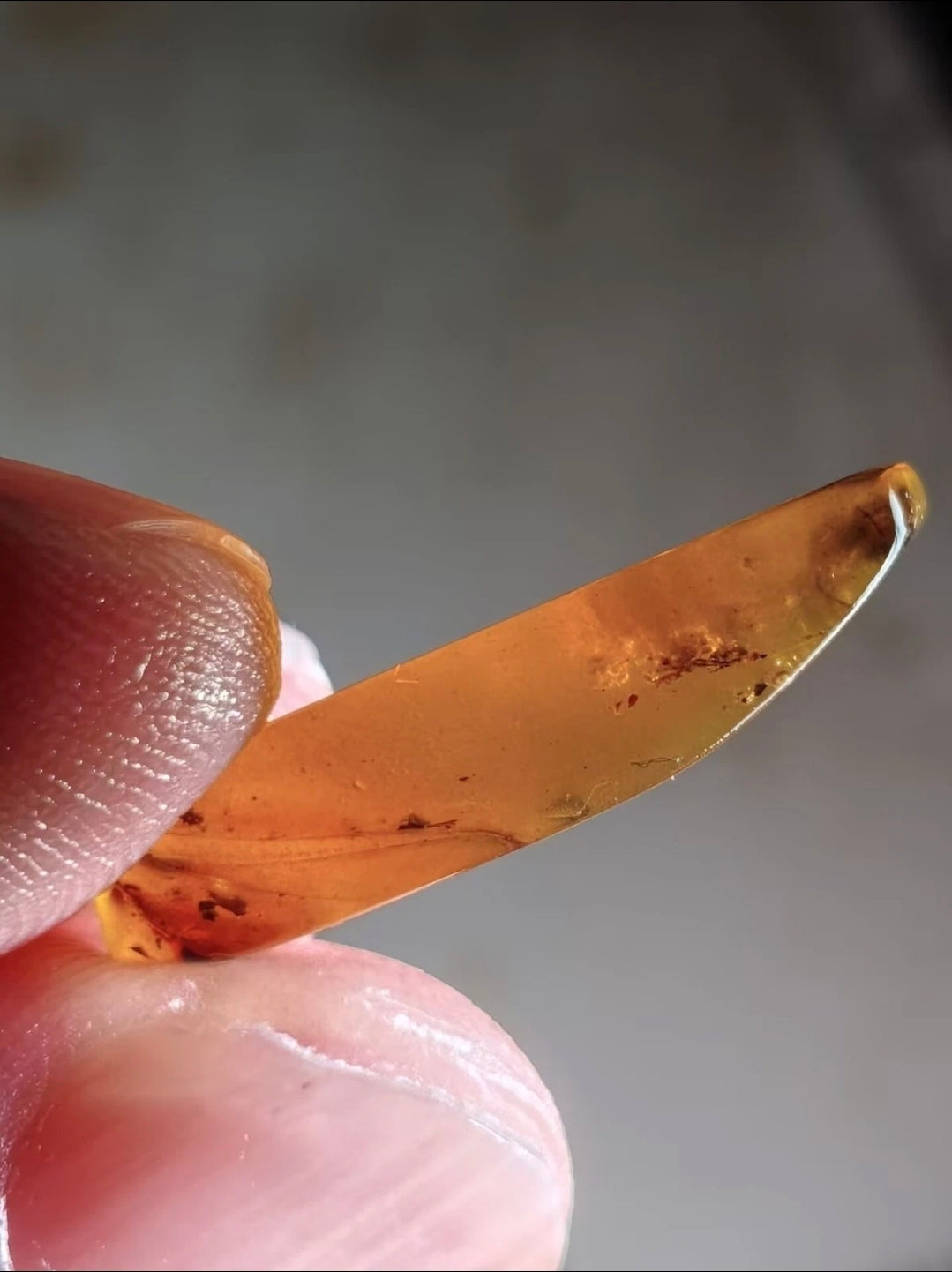 Tick And Snow Fleas in Burmese Amber