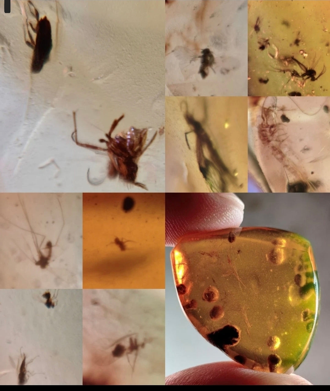 Bundle of 10 Burmese Amber With Bugs