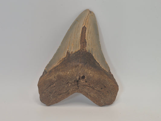 4.29" Megalodon Tooth(North Carolina)