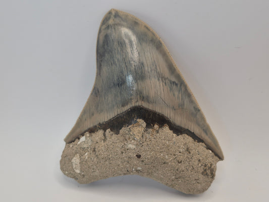 4.25" Megalodon Tooth(Indonesia)