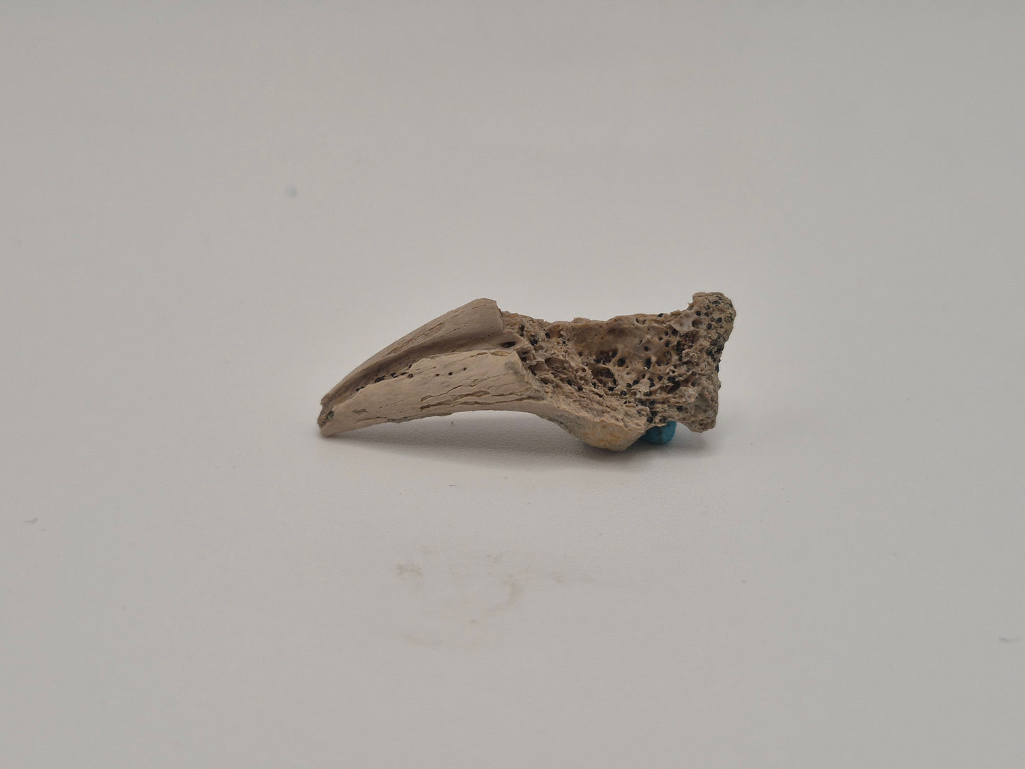 1.33" Theropod indet. Claw (Dromaeosaurus?) (Judith River)
