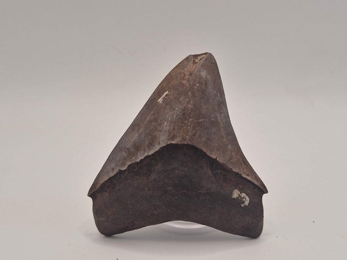 3.23" Megalodon Tooth (Georgia)