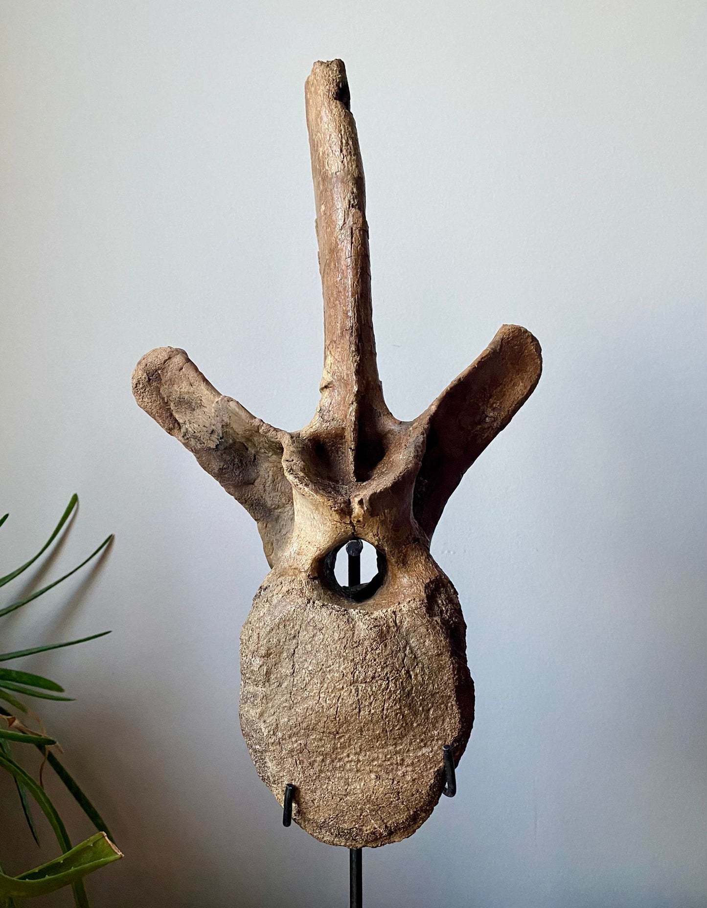14.5" Tyrannosaurus Vertebrae (Judith River)