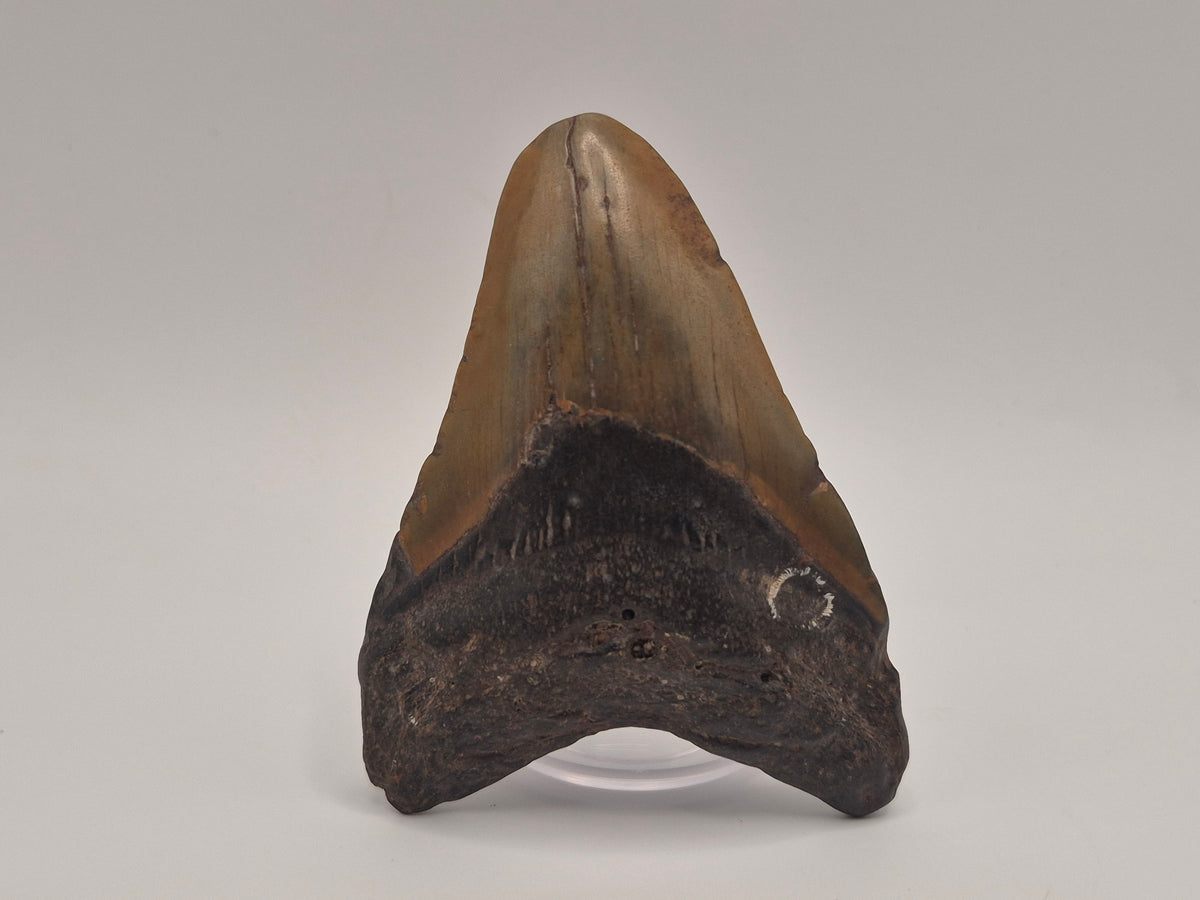 3.19" Megalodon Tooth (North Carolina)