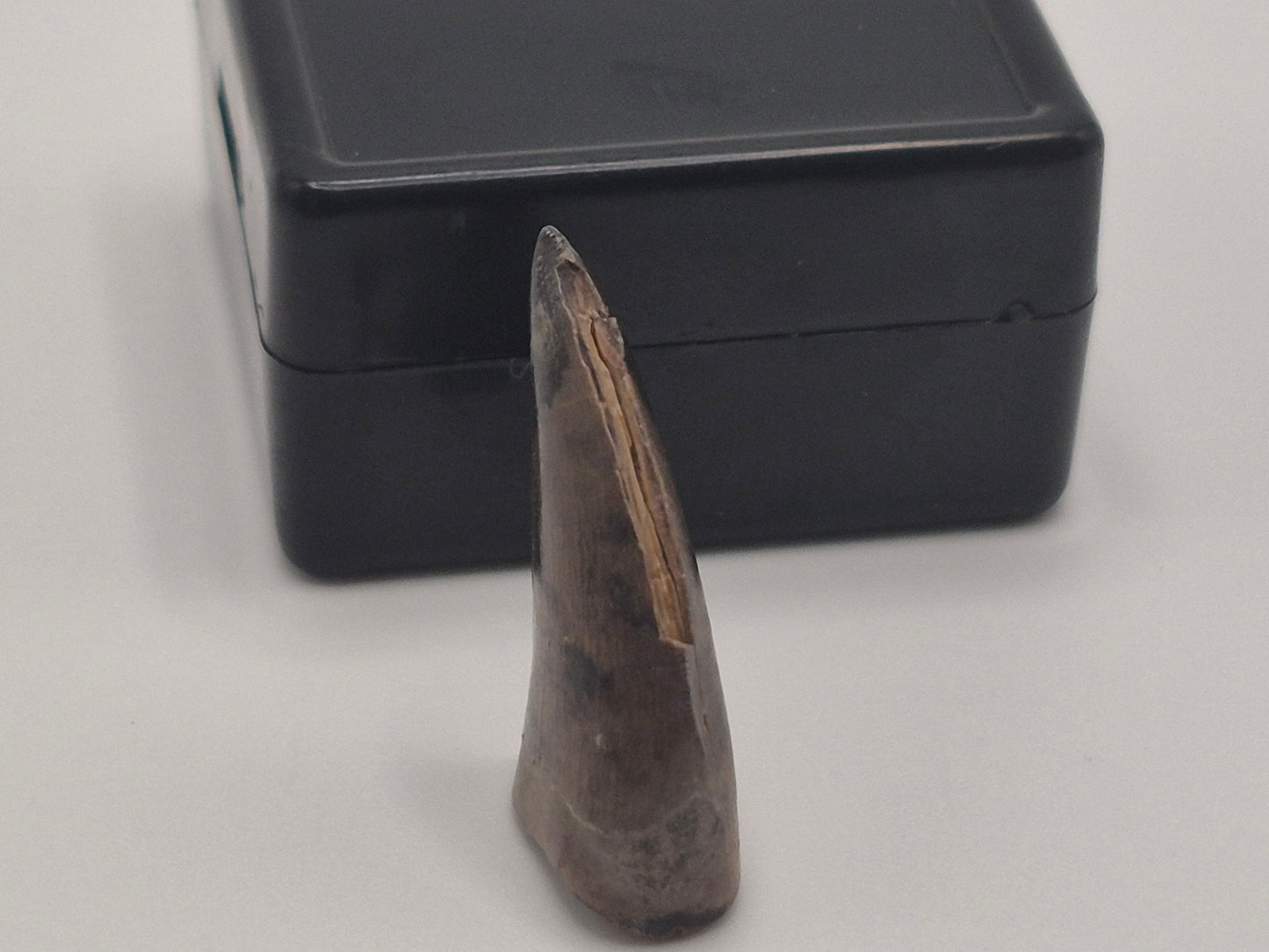 O.89" Tyrannosaur Tooth (Judith River)