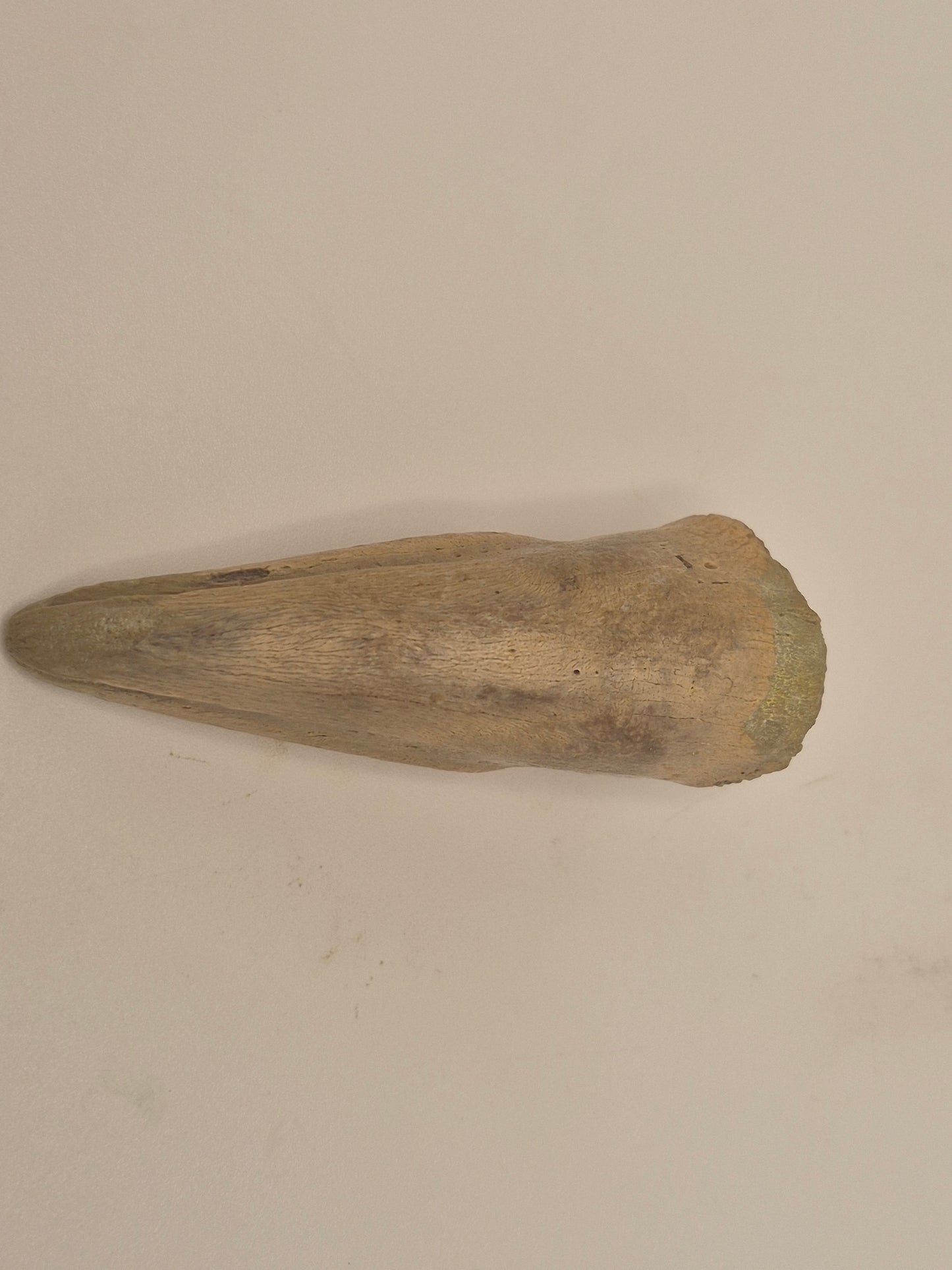 2.57" Tyrannosaur Claw(Judith River)