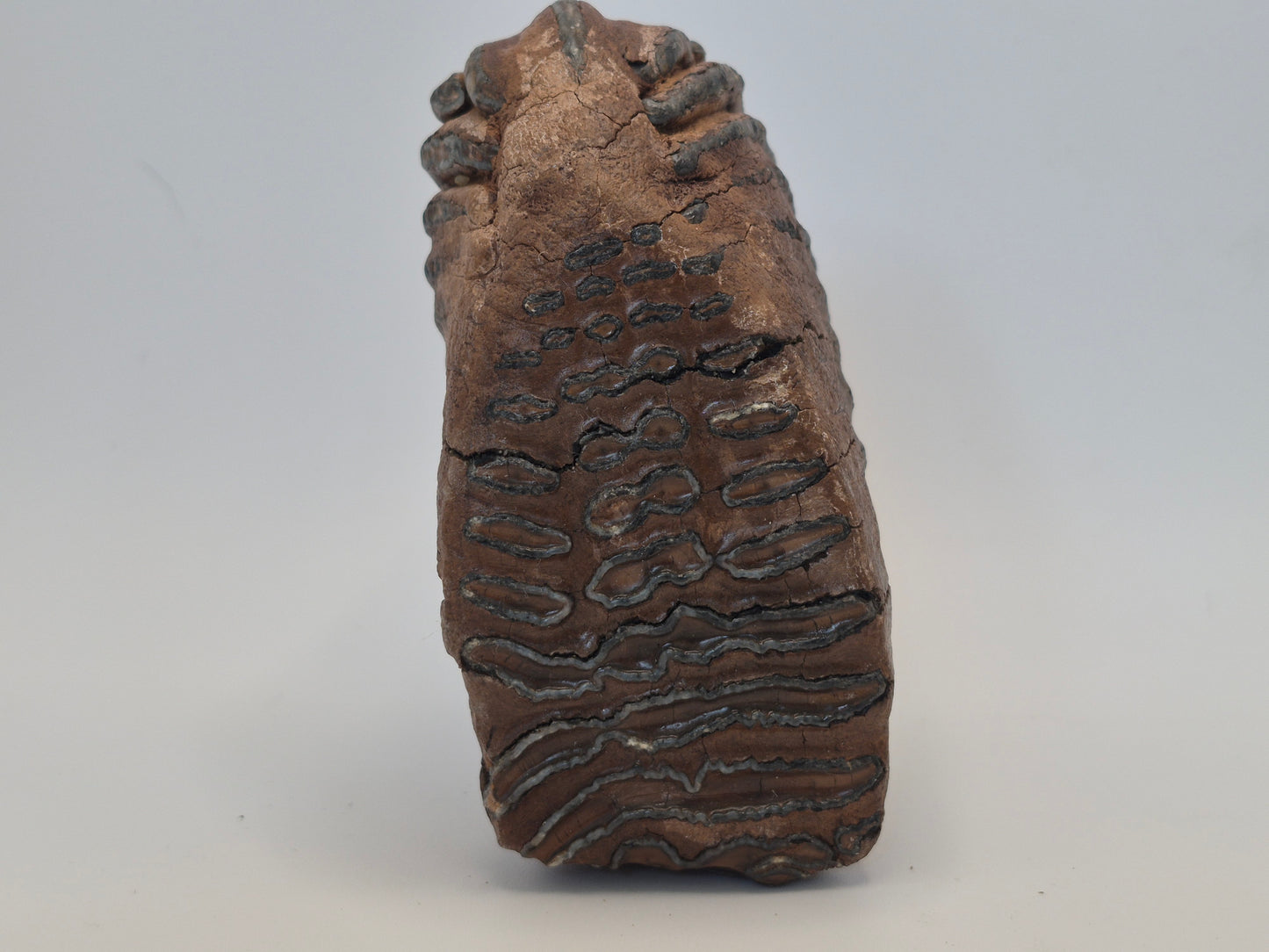 4.5" Mammoth Molar(Alaska)