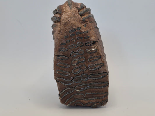 4.5" Mammoth Molar(Alaska)