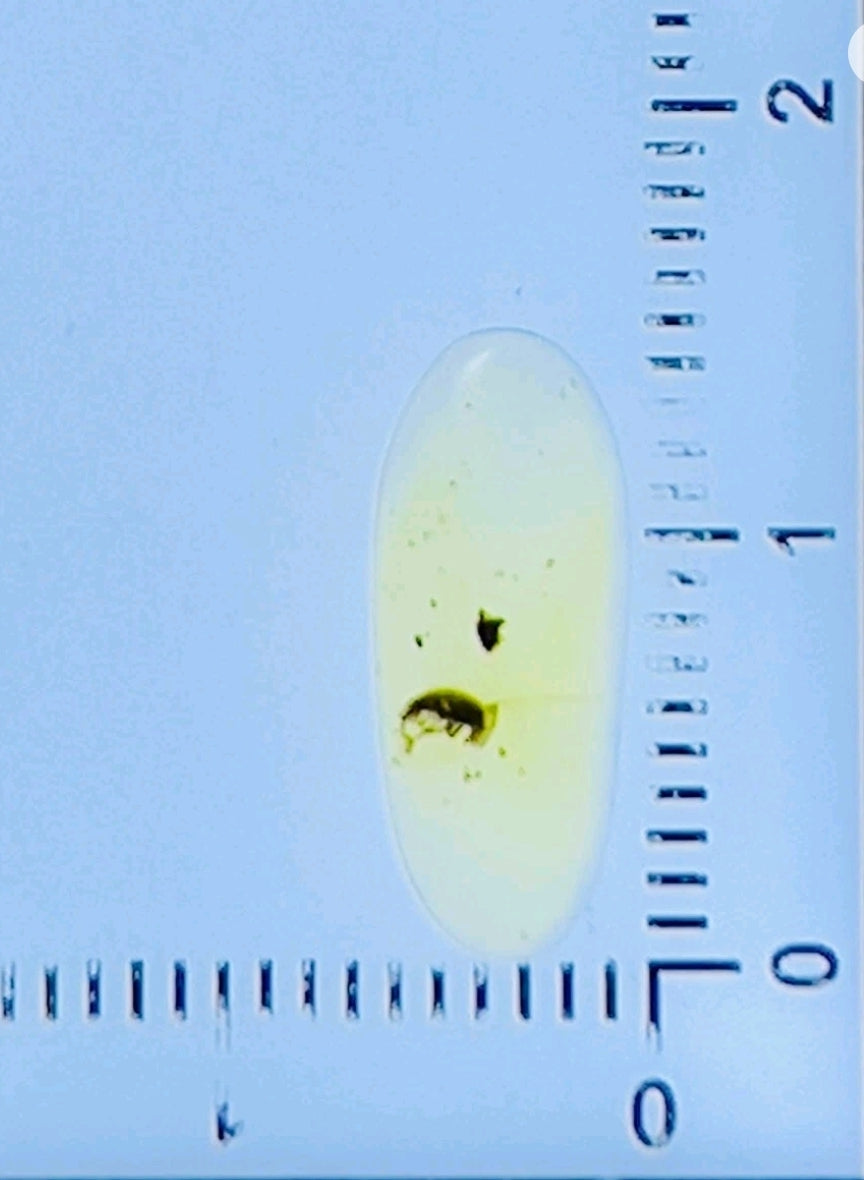Beetle in Burmese Amber