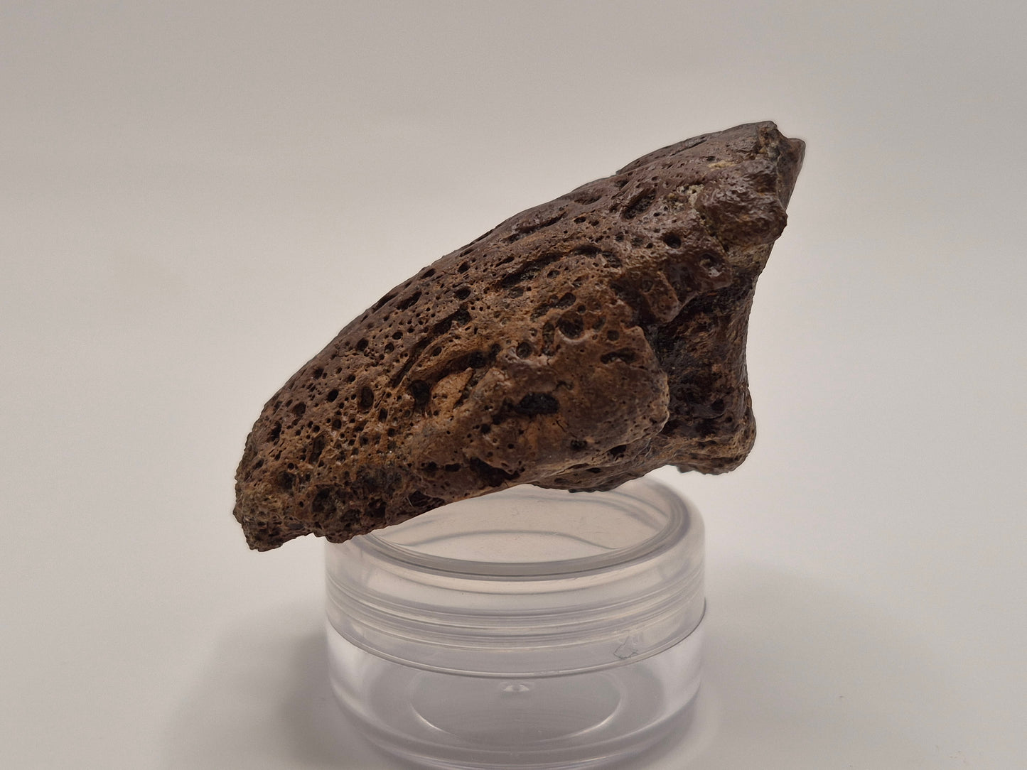 2.56" Ceratopsian Ungual/Claw(Judith River)