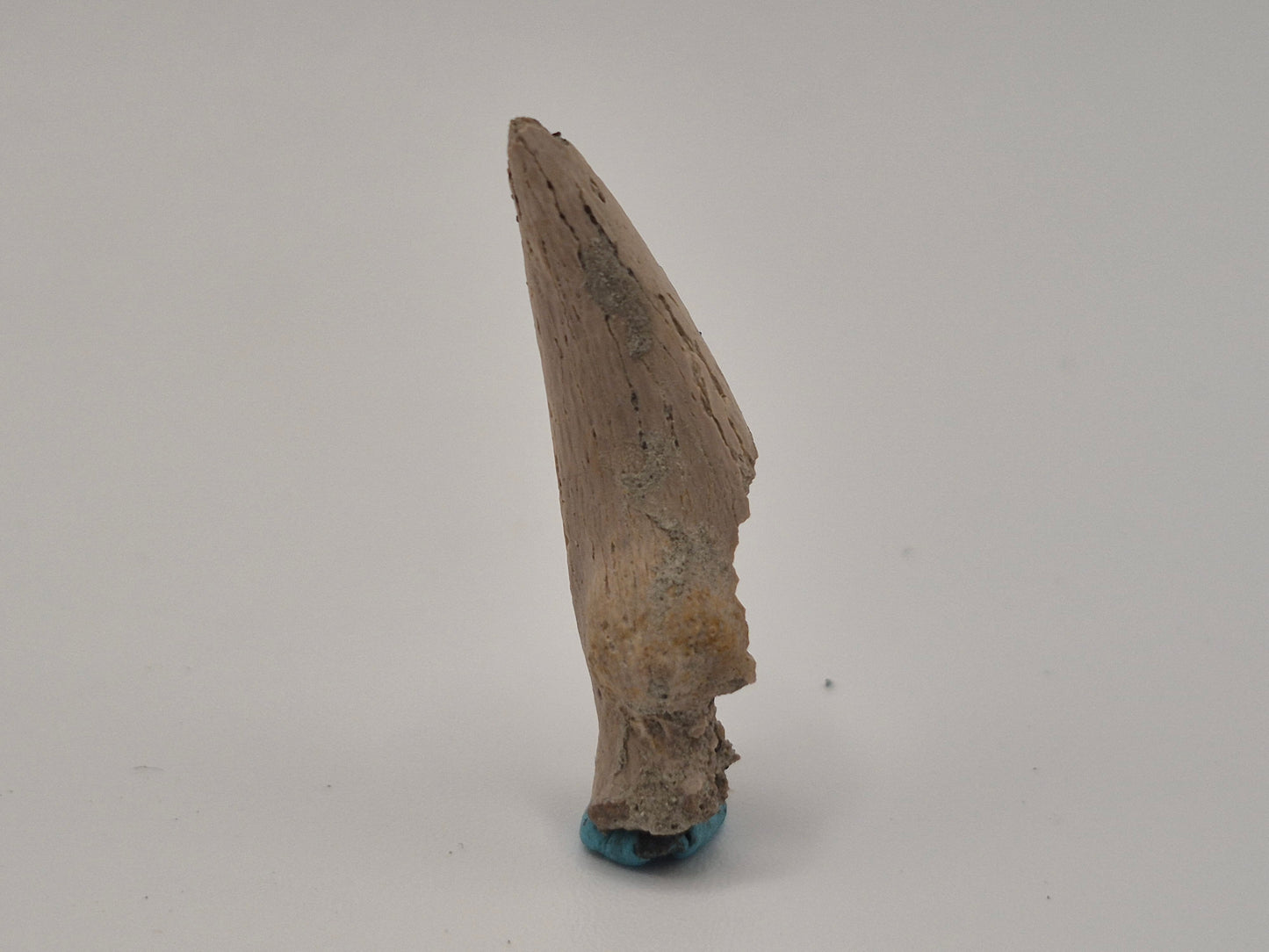 1.33" Theropod indet. Claw (Dromaeosaurus?) (Judith River)