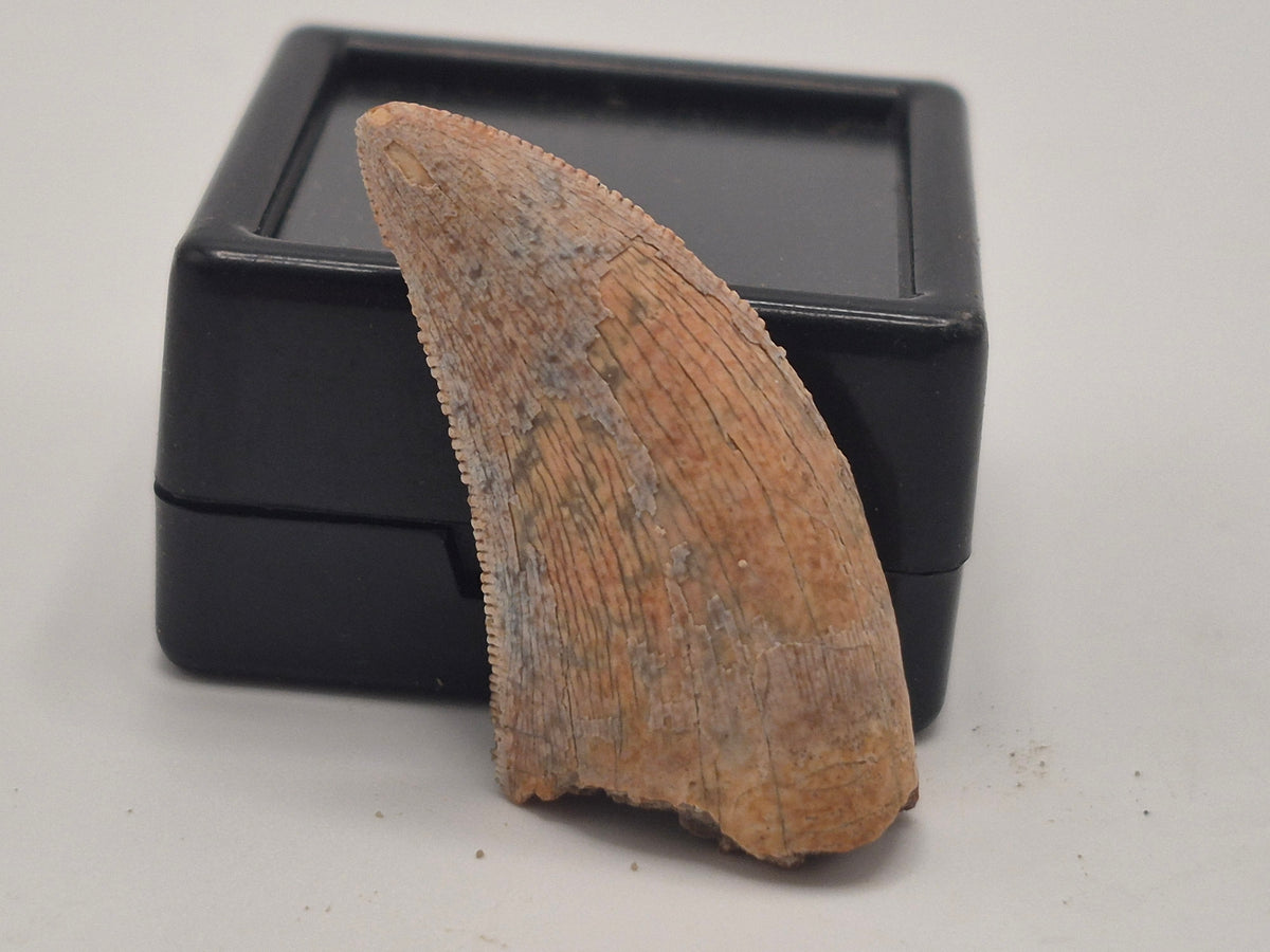 1.19" Tyrannosaur Tooth (Judith River)