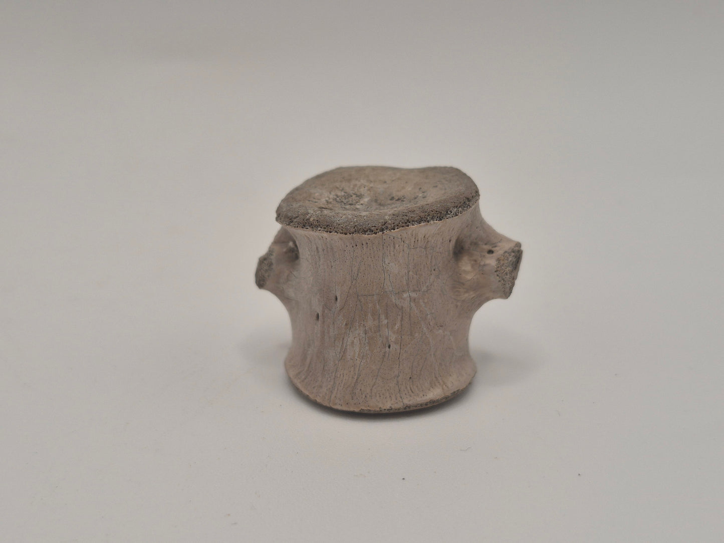 0.96" Ceratopsian indet. Anterior Caudal Vertebra (Judith River)