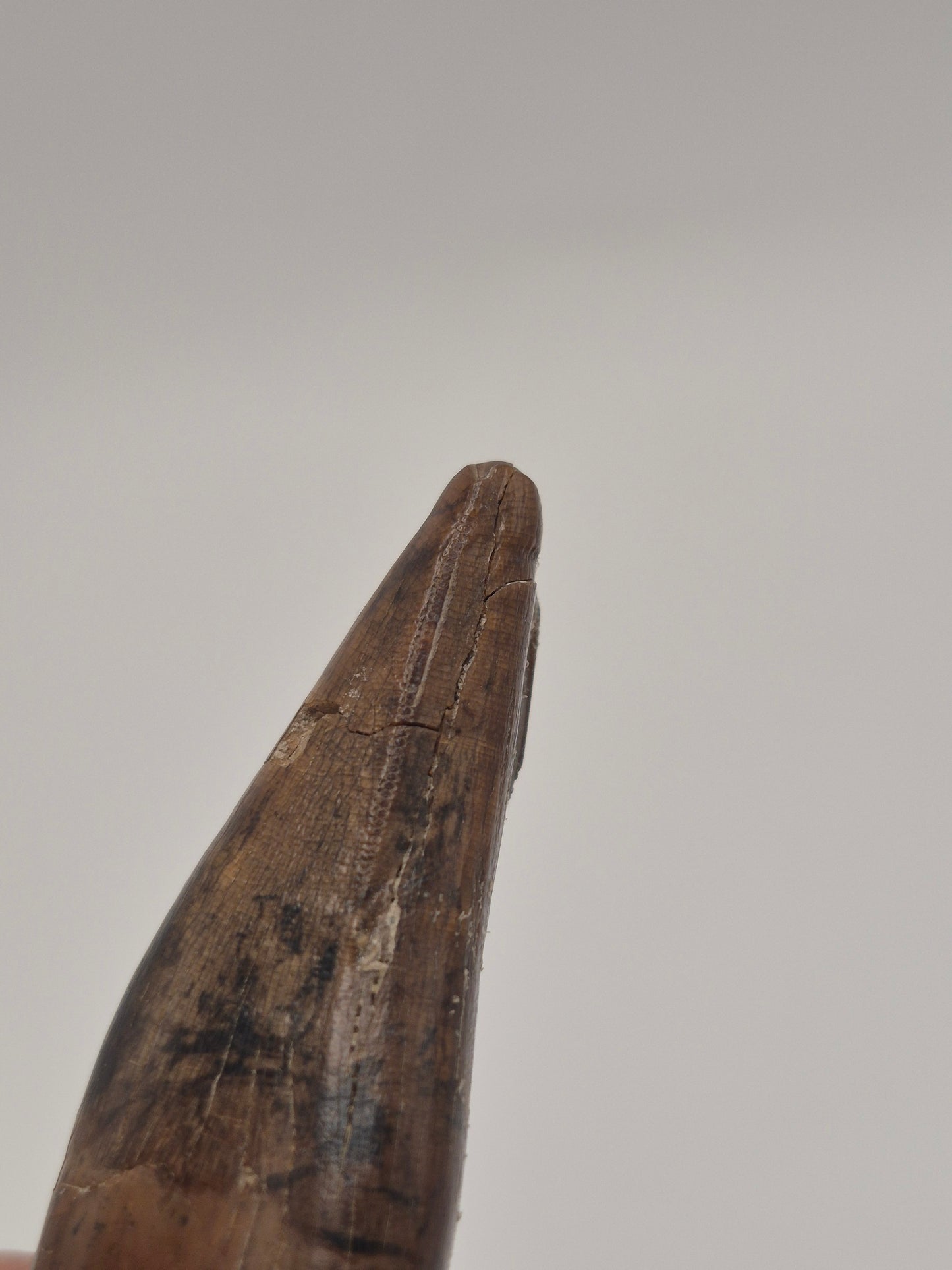 2.25" Tyrannosaurus Premax Tooth (Judith River)