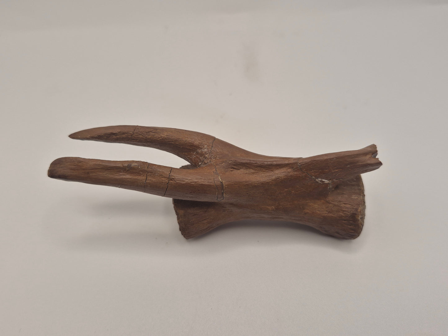 4.43" Tyrannosaur caudal (tail) vertebra(Judith River)