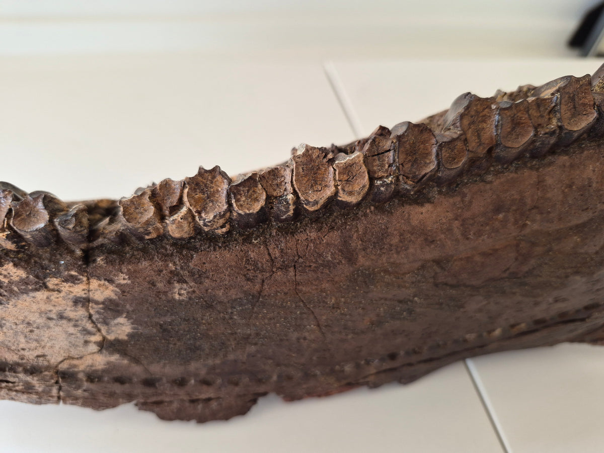 13.8" Hadrosaur Jaw(Judith river)