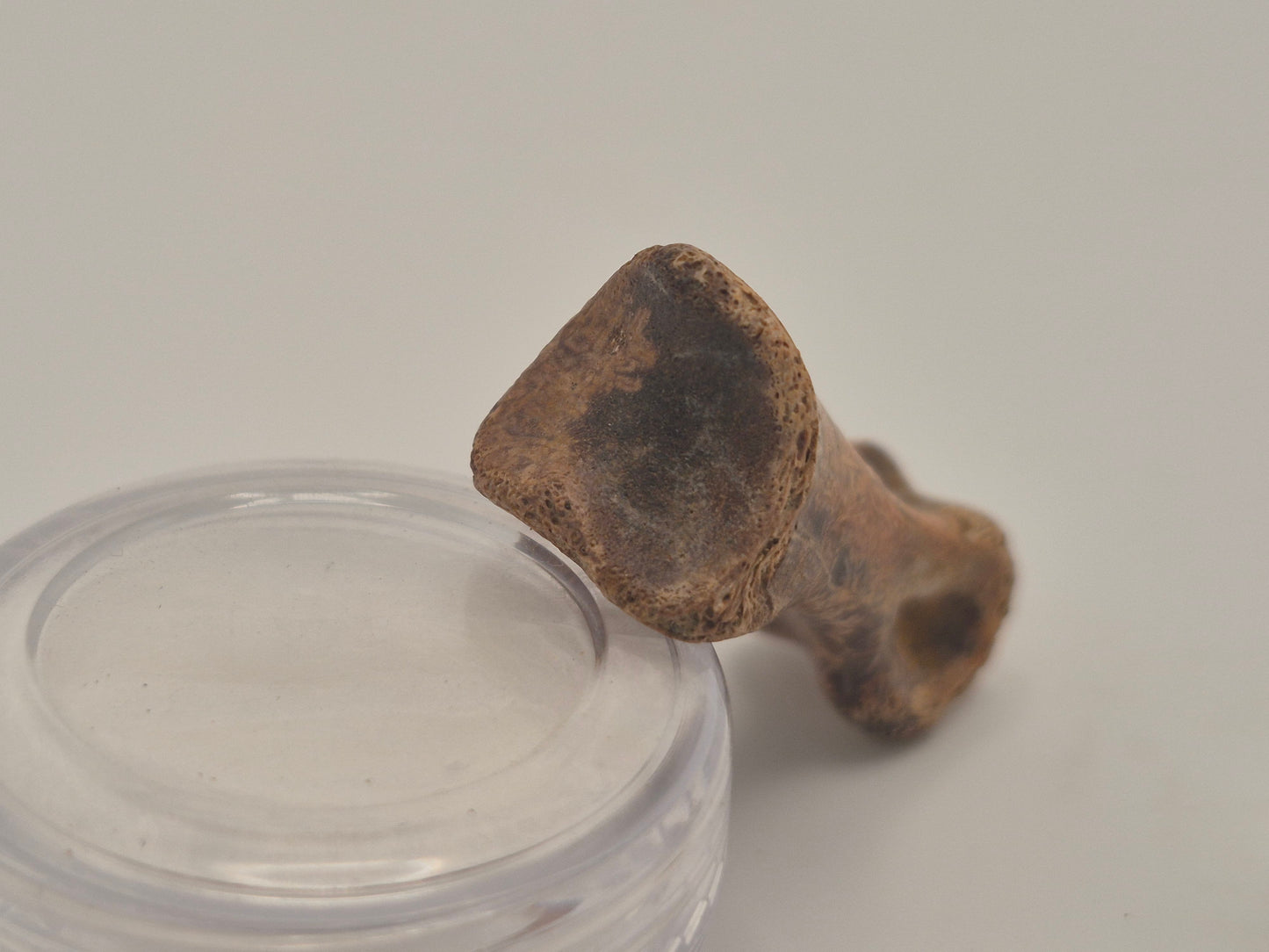 1.66" Troodon? Toe Bone Set(Judith River)