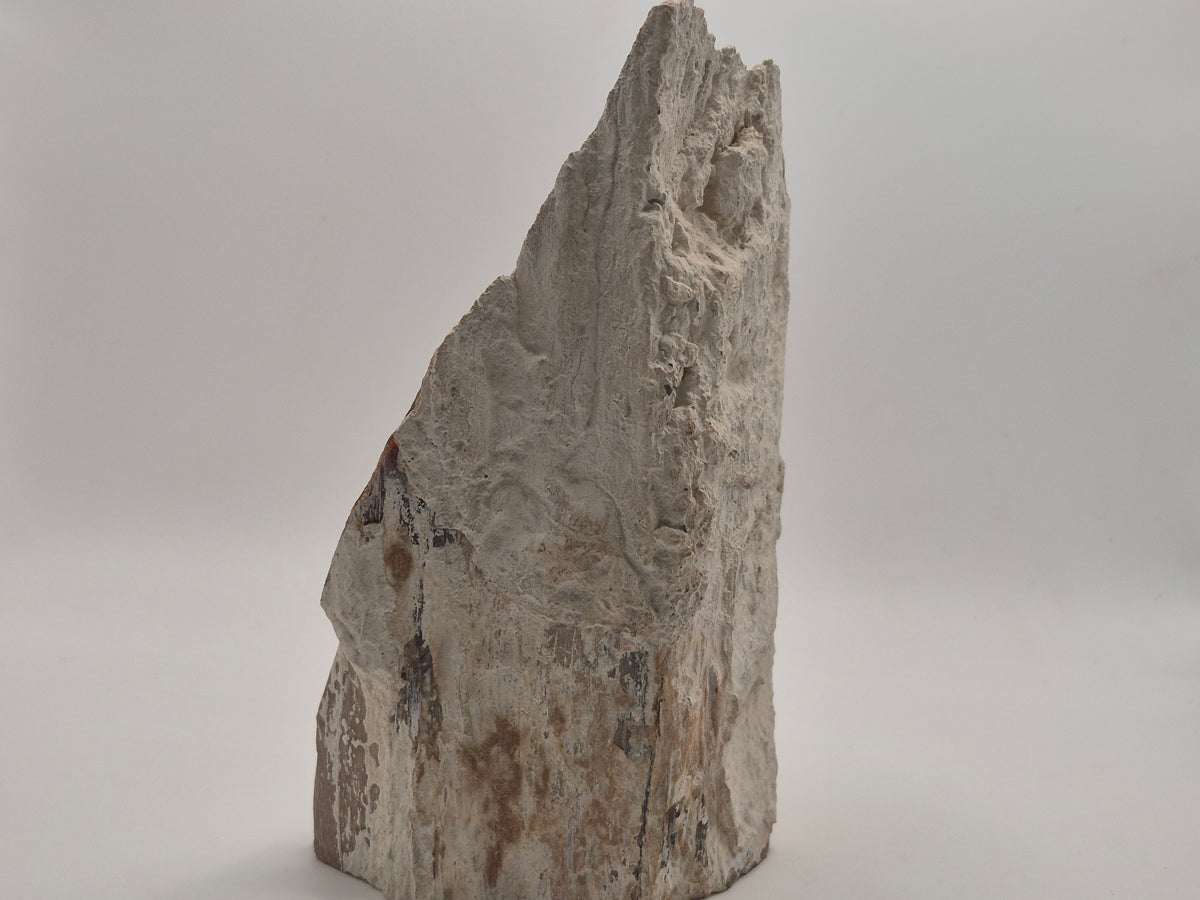 2.81lbs Petrified Wood