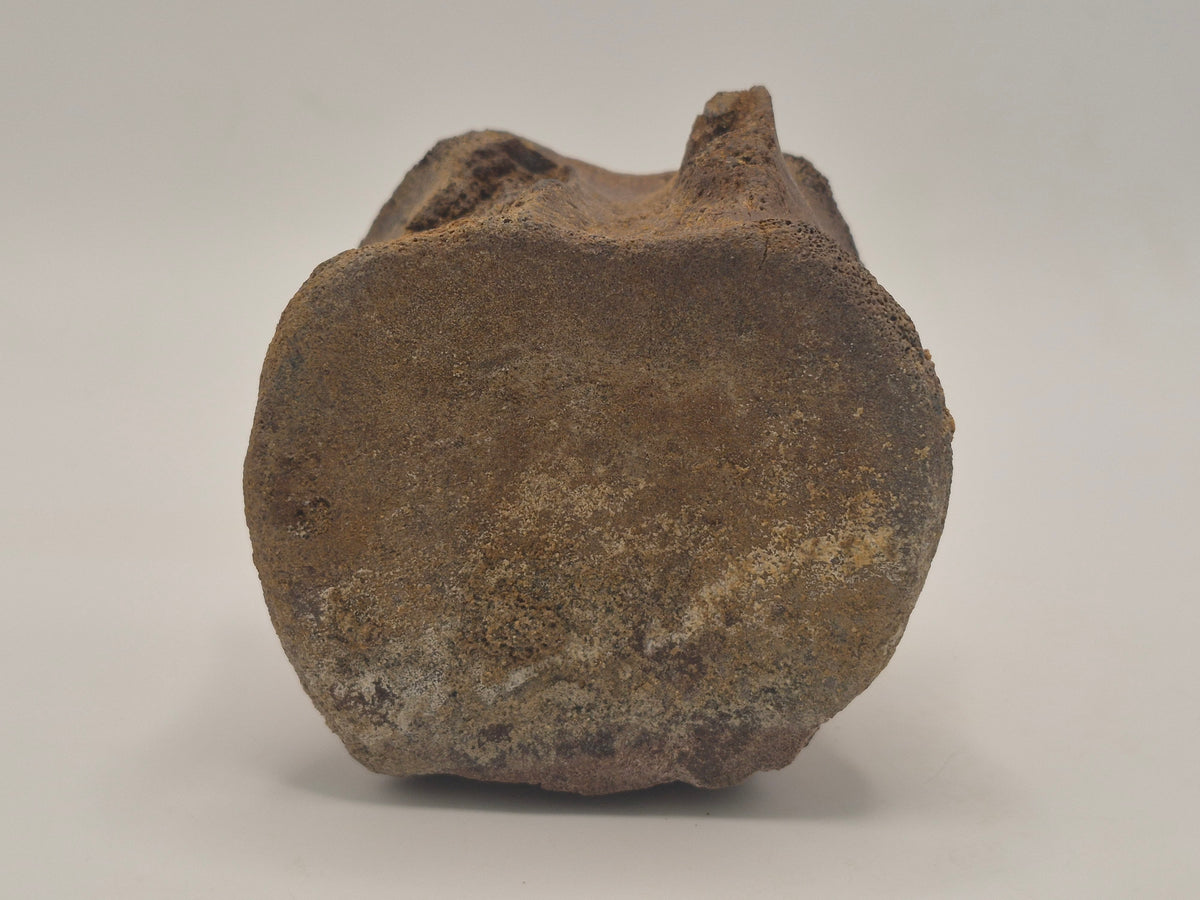 3" Hadrosaur Vertebrae (Judith River)