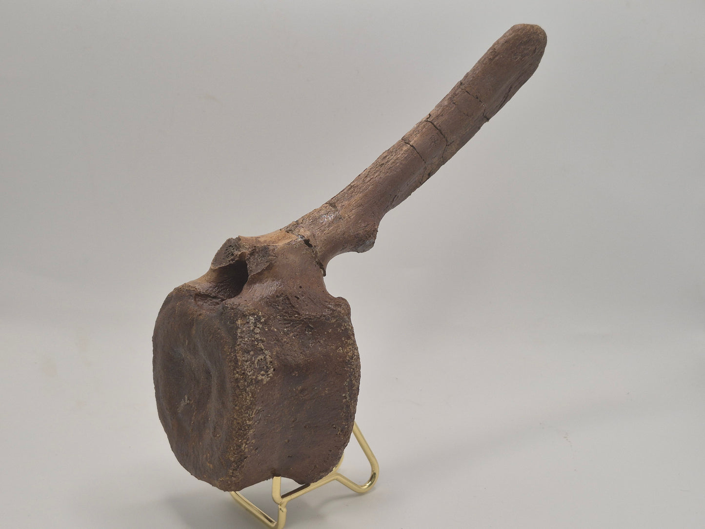 9" Hadrosaur Caudal Vertebrae(Judith River)