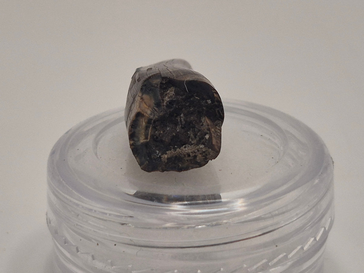 0.93" Tyrannosaur Premax Tooth (Judith River)