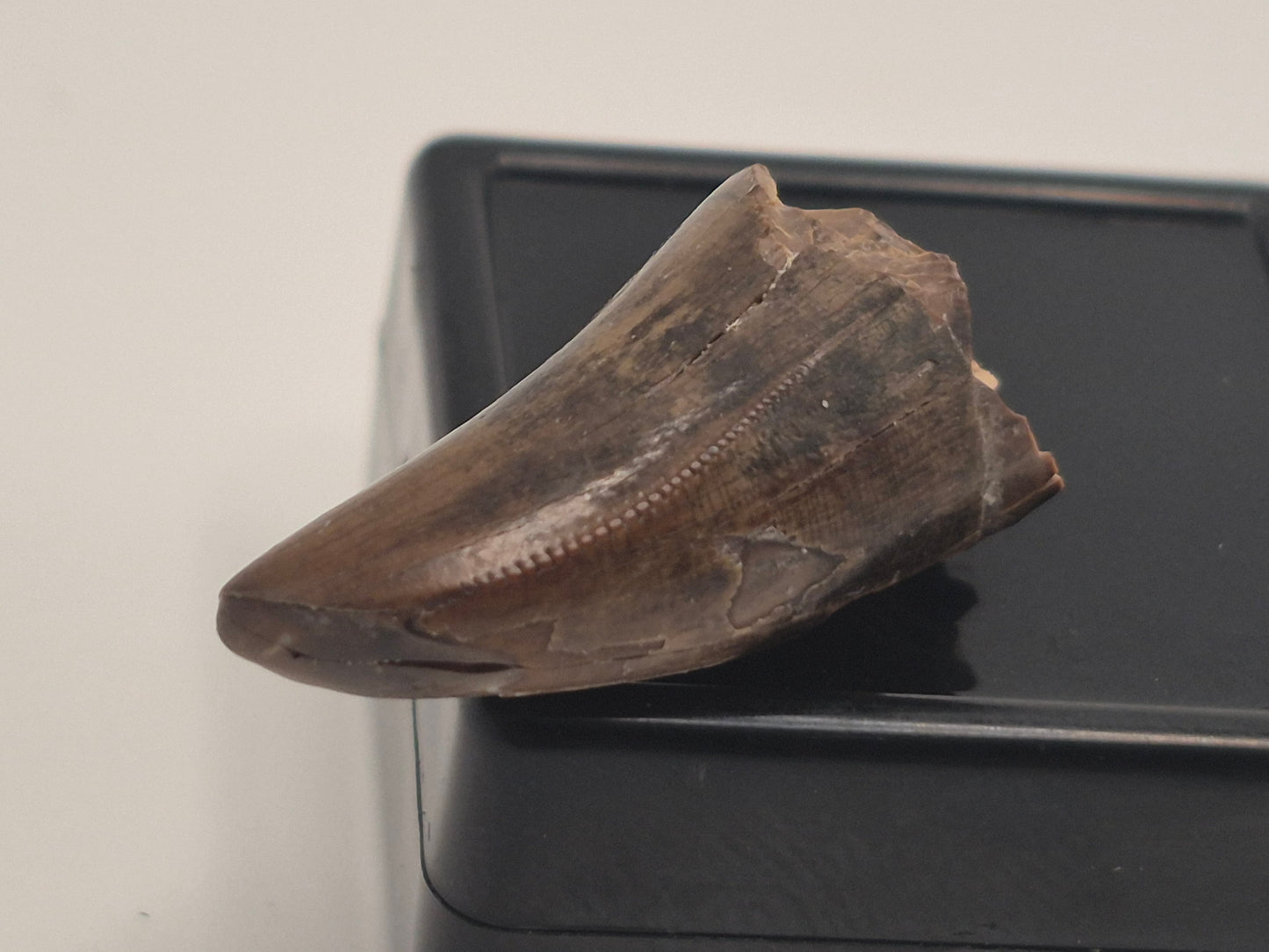 0.96" Pre-Max Tyrannosaur Tooth(Judith River)