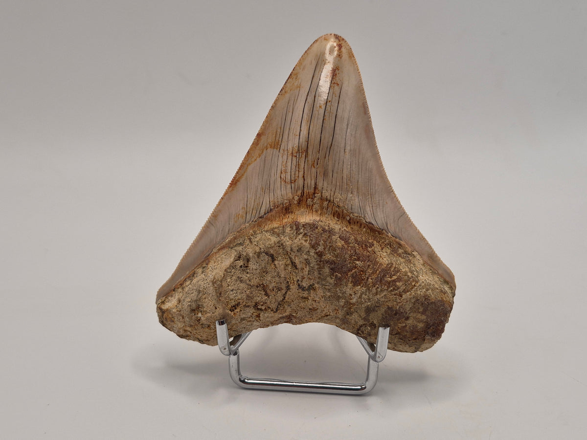 3.63" Megalodon Tooth (Indonesia)