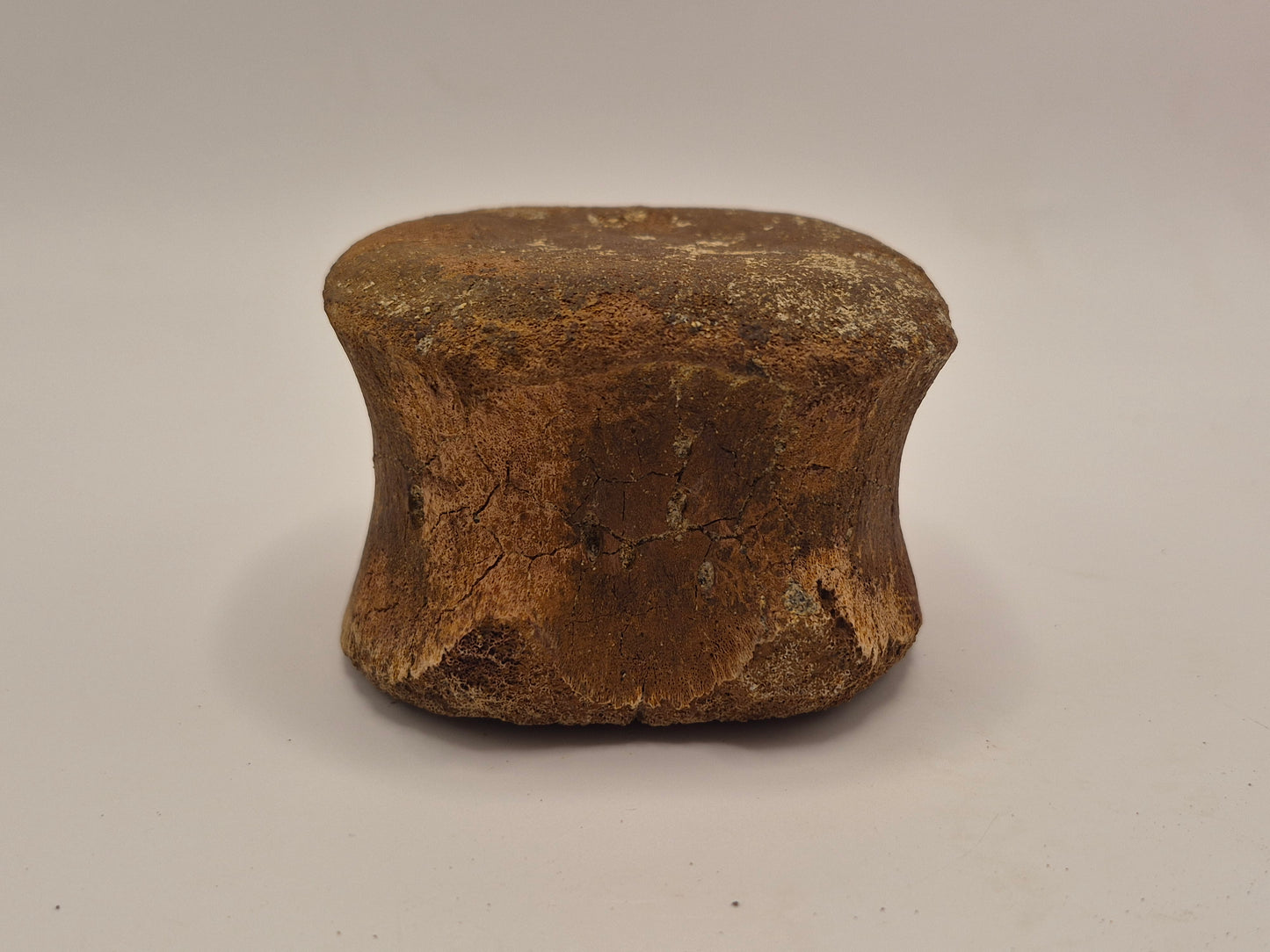 3.08" Hadrosaur Vertebrae (Judith river)