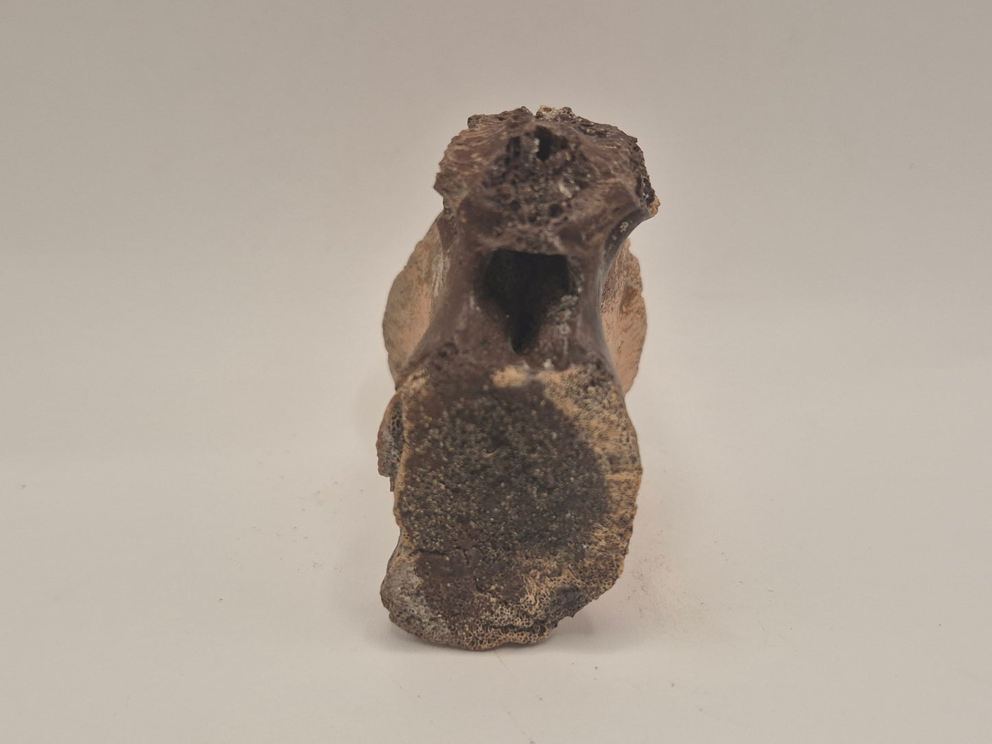 Juvenile Tyrannosauridae indet. Anterior Caudal Vertebra (Judith river)