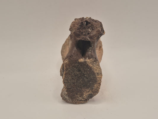 Juvenile Tyrannosauridae indet. Anterior Caudal Vertebra (Judith river)