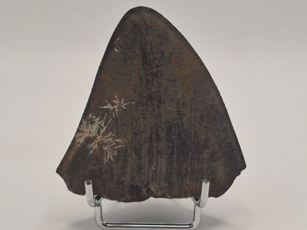 3.01" Megalodon Tooth (Georgia)