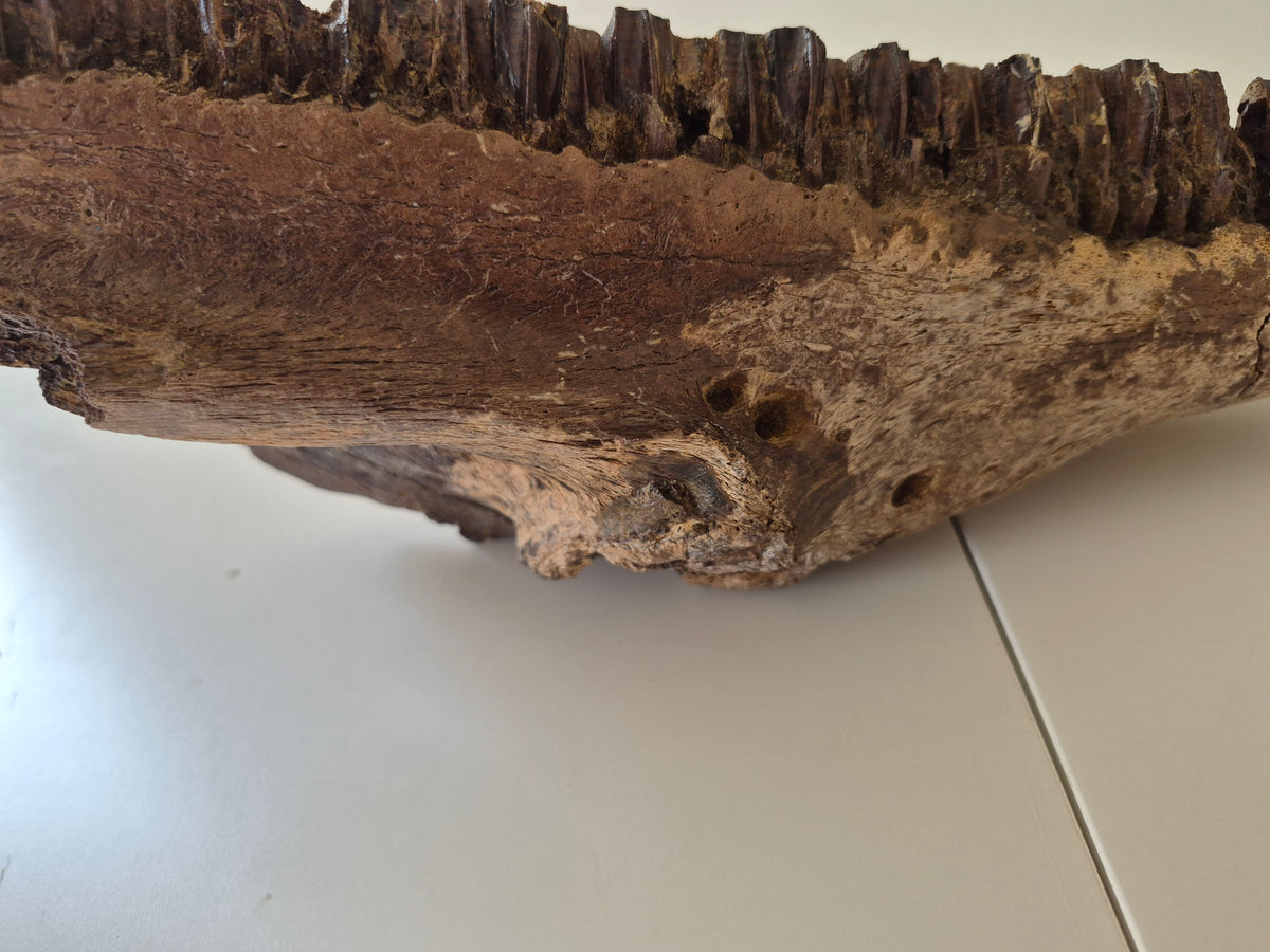 13.8" Hadrosaur Jaw(Judith river)