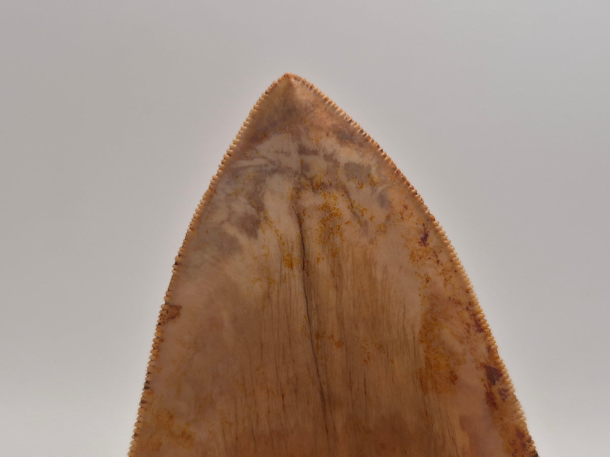 6.03" Megalodon Tooth (Indonesia)