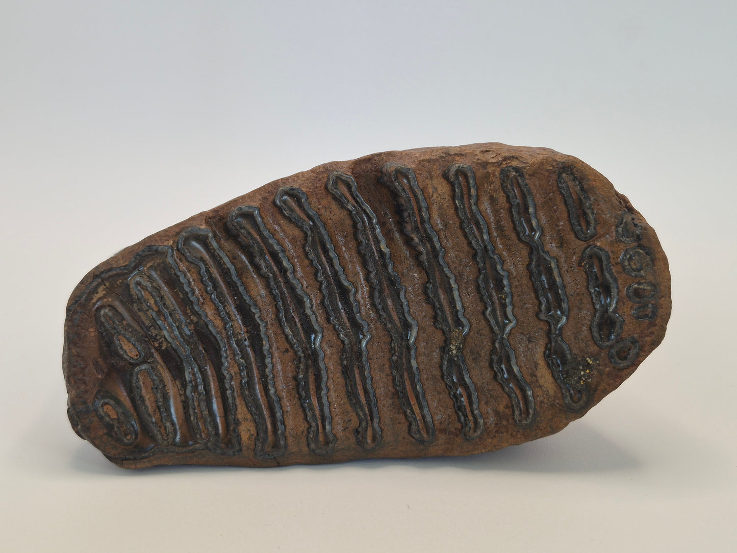 4.7" Mammoth Molar(Alaska)