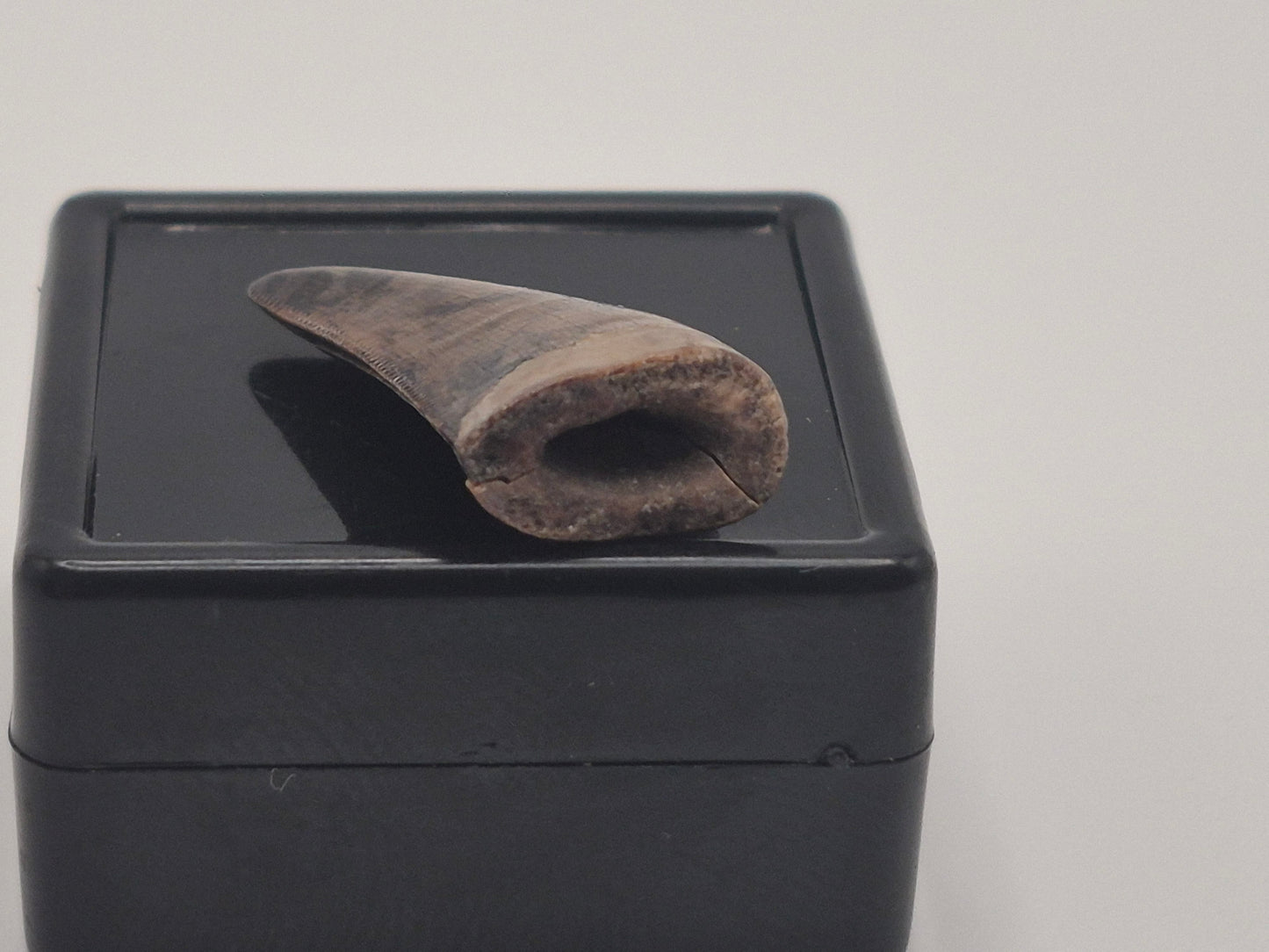 O.89" Tyrannosaur Tooth (Judith River)