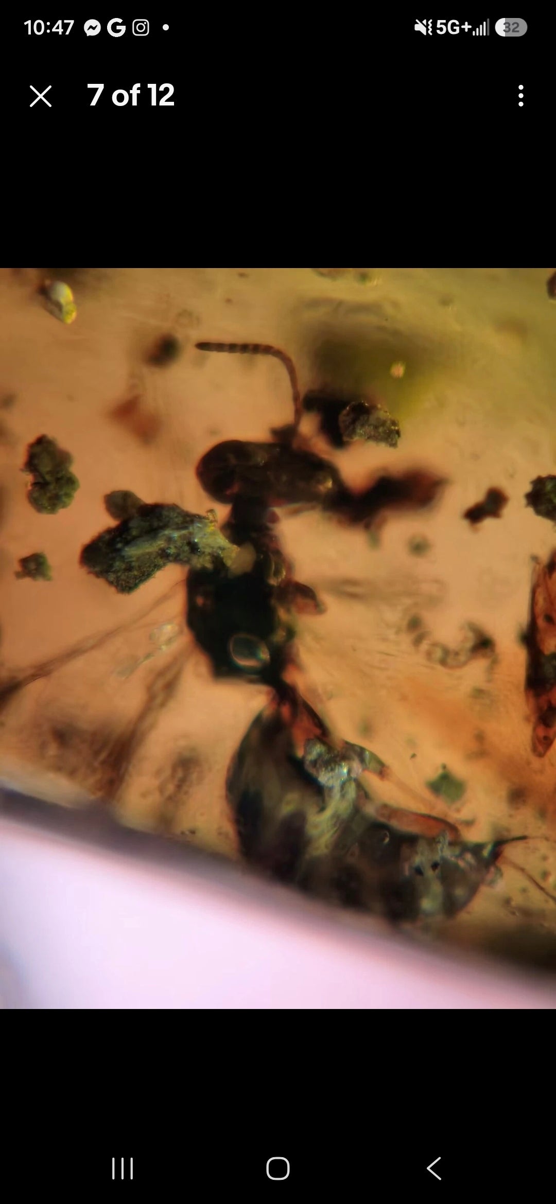 Wasp in Burmese Amber