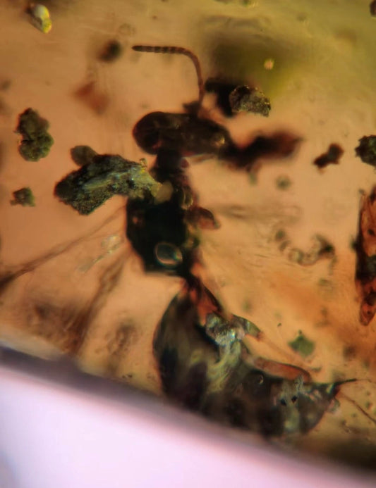 Wasp in Burmese Amber