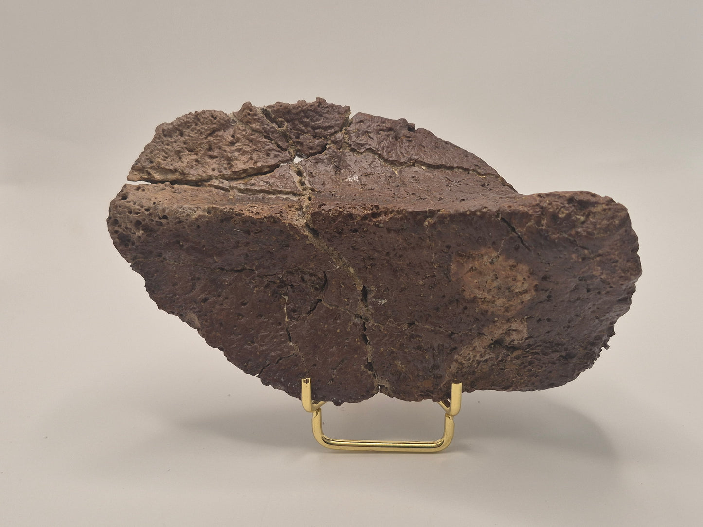 5.75" Ankylosaurus Spiked Scute (Judith River)